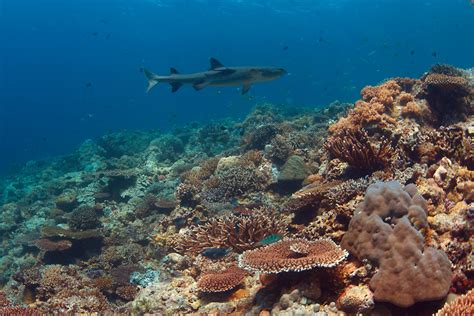 Apo Reef and Occidental Mindoro | ZuBlu