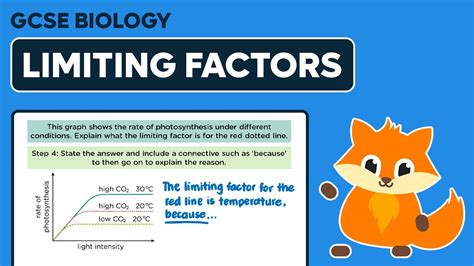 Photosynthesis Limiting Factors Gcse Biology Youtube