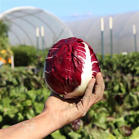 Giulietta Untreated Radicchio Seeds | Osborne Farm Seed Supplier