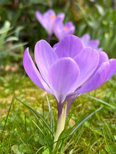 Frühlingszauber Ein Aufruf zur Ruhe Frieden und Entspannung