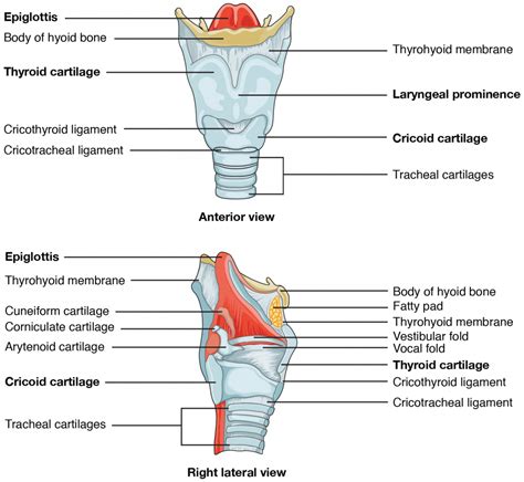 Larynx Cartilage Anatomy