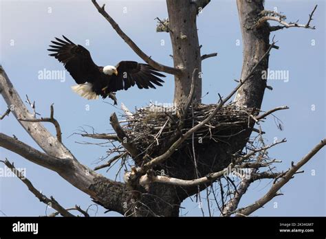 Bald eagle feeding the babys Stock Photo - Alamy