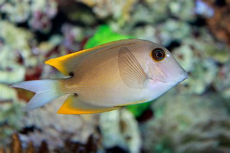 Poissons Nettoyeurs Espèces Et Leur Utilité Aquariophilie