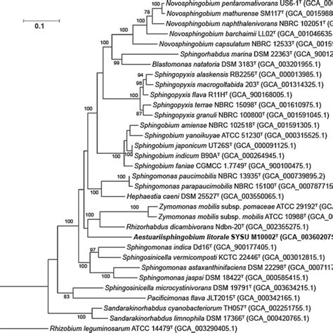 RAxML Phylogenomic Tree Showing The Phylogenetic Relationships Between