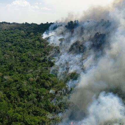 Il 21 Marzo Si Celebra La Giornata Internazionale Delle Foreste