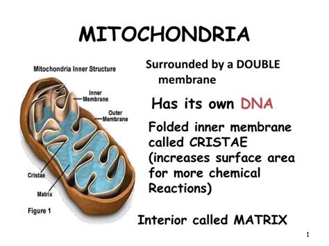 Ppt Mitochondria Powerpoint Presentation Free Download Id 3067703