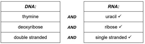 IB DP Chemistry B 8 Nucleic Acids HL Only HL Paper 3