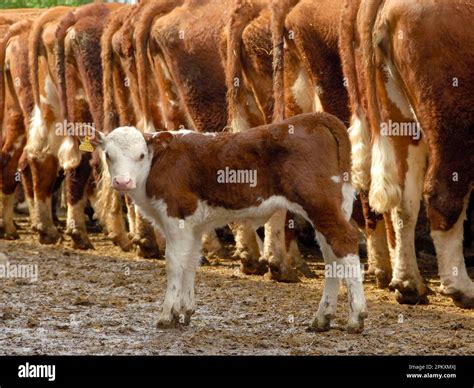 Domestic Cattle Hereford Herd Calf Standing Behind Row Of Cows