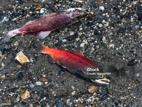 Dead Kokanees Landlocked Lake Sockeye Salmon Oncorhynchus Nerka