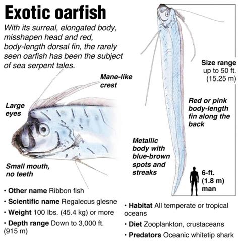 Oarfish – "OCEAN TREASURES" Memorial Library