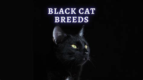 Black Cat Breeds: 11 Cat Breeds with Beautiful Black Coats