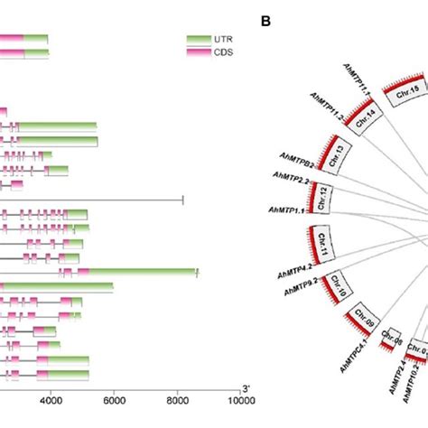 Phylogenetic Relationships Exon Intron Organization And Download Scientific Diagram