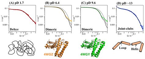 Biomolecules Free Full Text Open Bundle Structure As The Unfolding