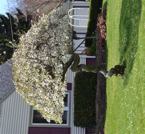 weeping snow fountain cherry tree 1