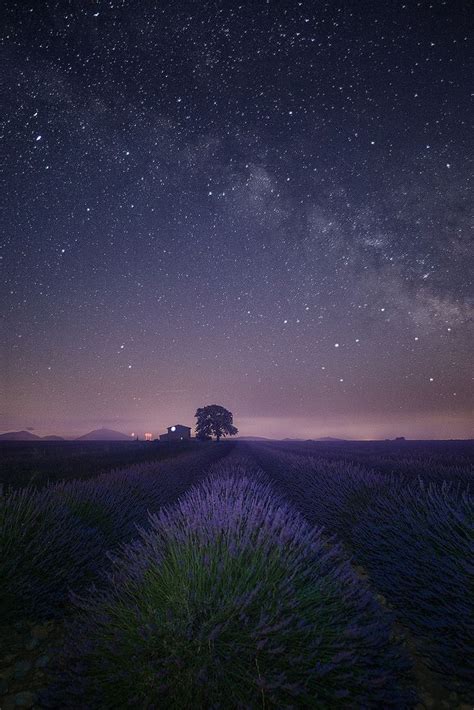 Night Sky Above Lavender Fields