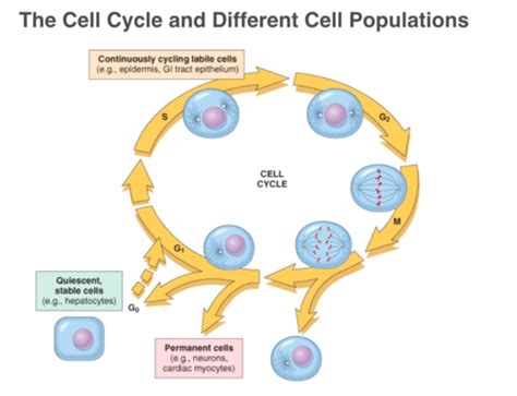 Cancer Pathophysiology Flashcards Quizlet