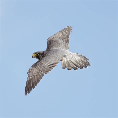 peregrine falcon | Detroit Zoological Society Blog