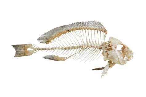 Can You Eat Fish Bones? - Fishmasters.com