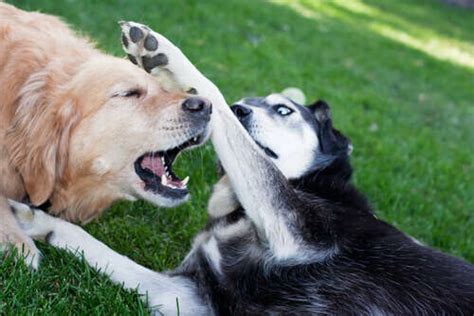 8 Formas Cómo Detener Una Pelea Entre Perros Correctamente