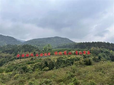 怀集县蓝钟镇赓续岳山造林光荣传统赋能百千万工程典型镇建设 关注森林