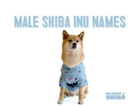 Male Dog Names For Shiba Inus - My First Shiba Inu