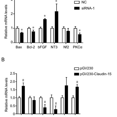 Gene Expression Changes In Claudin Sirna Knockdown And