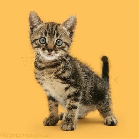 Brown tabby kitten photo WP42206