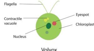 Volvox: Definition, Types And Life Cycle( 2023) - Thebotanyworld