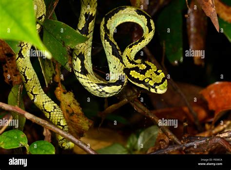 Sri Lankan Pit Viper Trimeresurus Trigonocephalus Sinharaja Forest