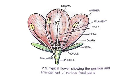 Flower Structure