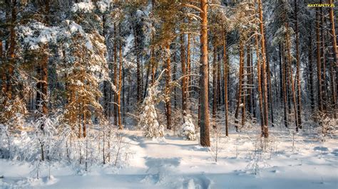 Tapety zdjęcia Las Zima Sosny Śnieg Drzewa