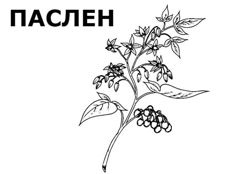 Раскраска ядовитые растения - 54 фото