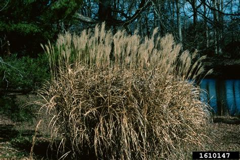 Miscanthus Genus Miscanthus