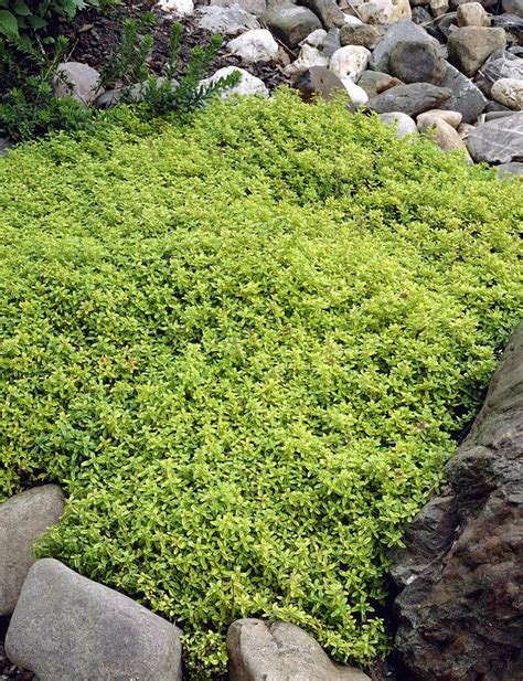 Lemon Thyme Ground Cover Thyme Plant Ground Cover Plants Ground Cover