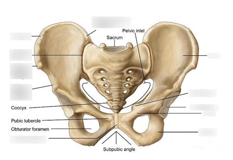 Pubic Bone Diagram Quizlet