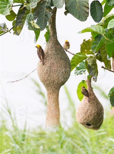 Baya Weaver Bird Nest Stock Photo At Vecteezy