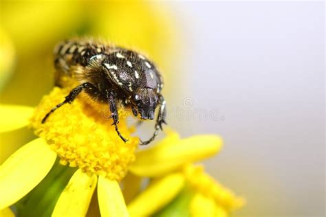 Hirta De Tropinota Del Escarabajo En La Flor Amarilla Imagen De Archivo