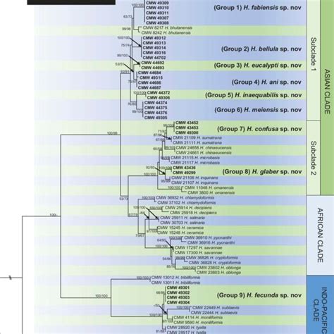 Phylogenetic Trees Based On Maximum Likelihood Ml Analysis Of A