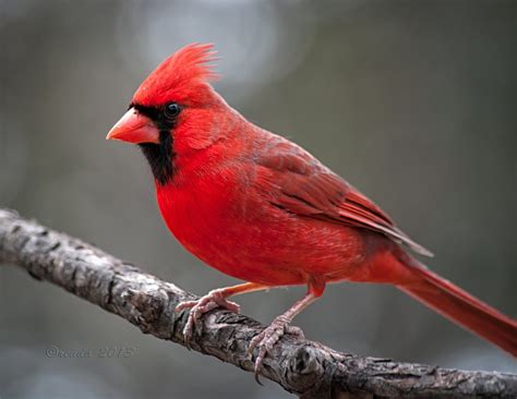 Northern Cardinal - Shalom Adventure Magazine