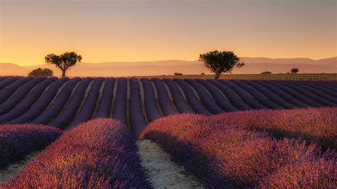 Lavender Field Sunset Wallpapers - Top Free Lavender Field Sunset ...