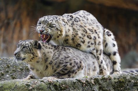 Mating Snow Leopards A Photo On Flickriver