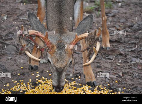 Whitetail Buck Deer With Velvet Shedding Antlers Stock Photo Alamy