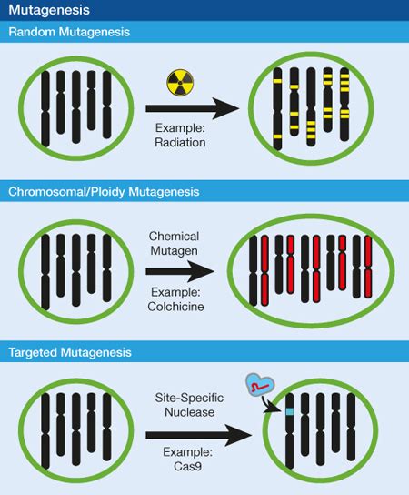 Mutagen Examples