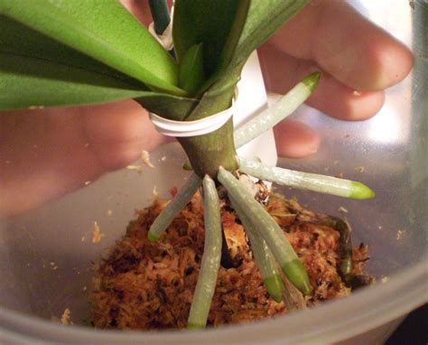 Can You Revive An Orchid With No Flowers At Louise Rizo Blog