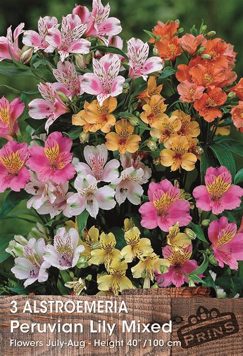 Alstroemeria Mixed WPC Prins Quality Bulb Tubers Bareroot