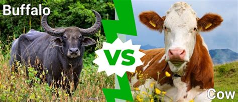 Buffalo vs Cow: What Are the Main Differences? - IMP WORLD