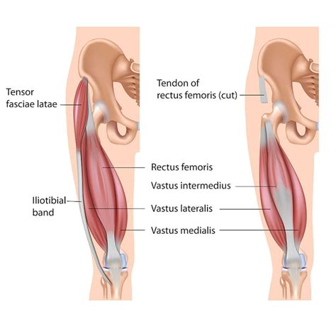 The Best Quad Stretches & Exercises To Fit Into Your Workout - Onnit ...