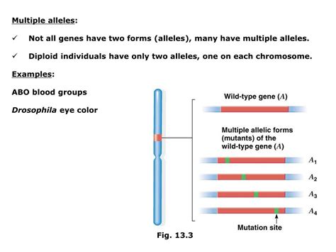 Ppt Chapter Extensions Of Mendelian Principles Multiple Alleles