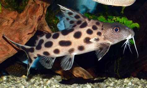 Synodontis Ocellifer Poisson Chat à Yeux Rouges Aquaplante