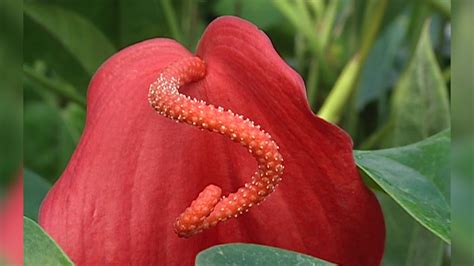 Cultiver Les Anthuriums Youtube